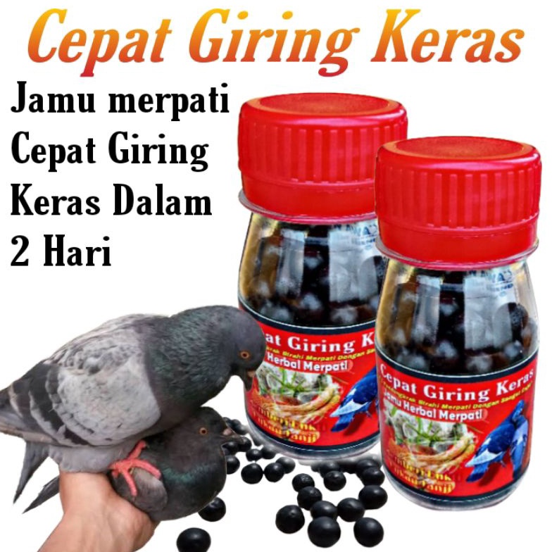 Lariz manis PROMO  1 BUTIR SUPER GIRING KERAS Merpati cepat Giring keket dalam 2 hari  merpati balap