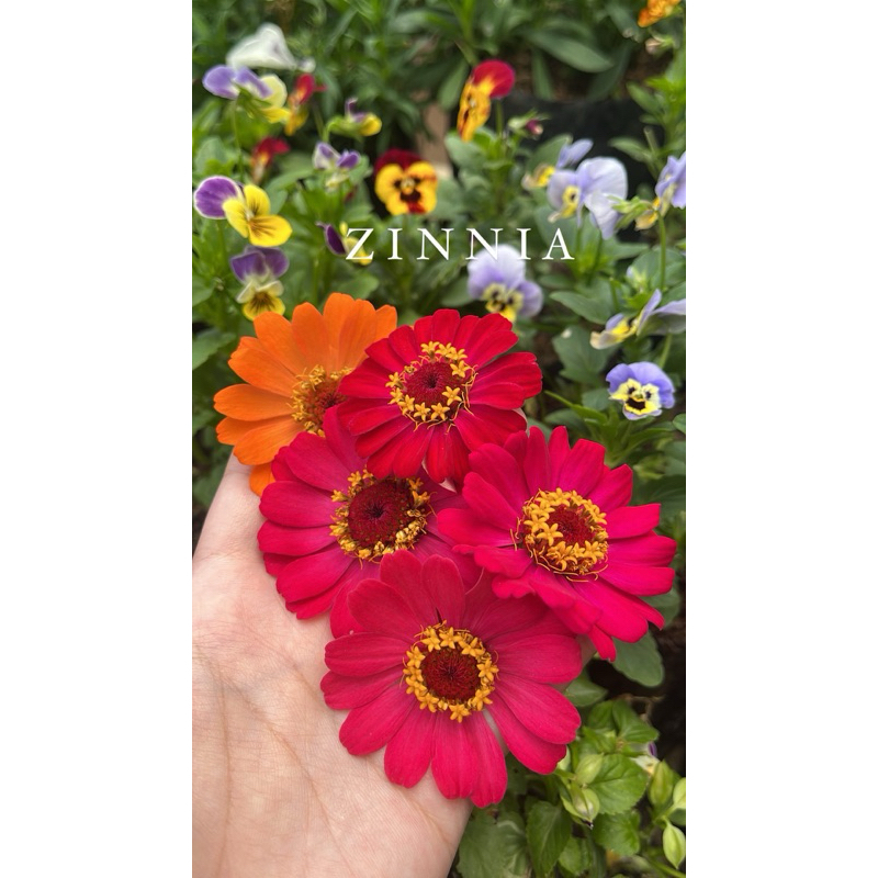 

zinnia flower | edible flower | garnish makanan