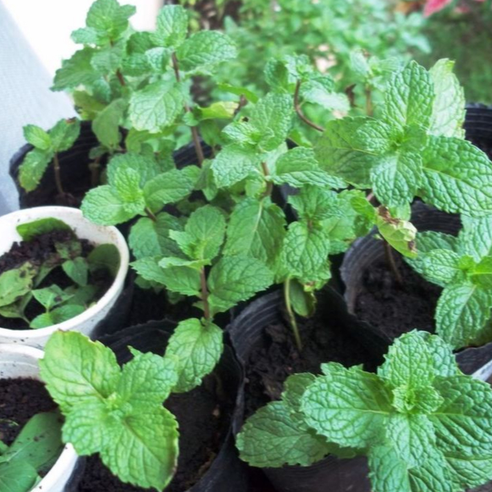 Tanaman hias aromatik - tanaman daun mint ( Peppermint mentha )