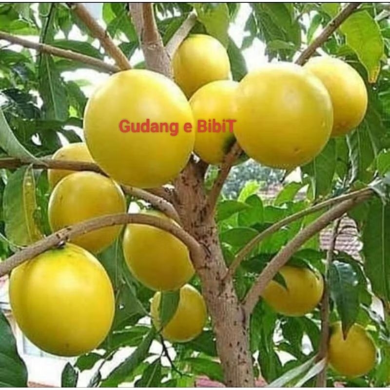 Bibit Sawo Abiu Hasil Okulasi