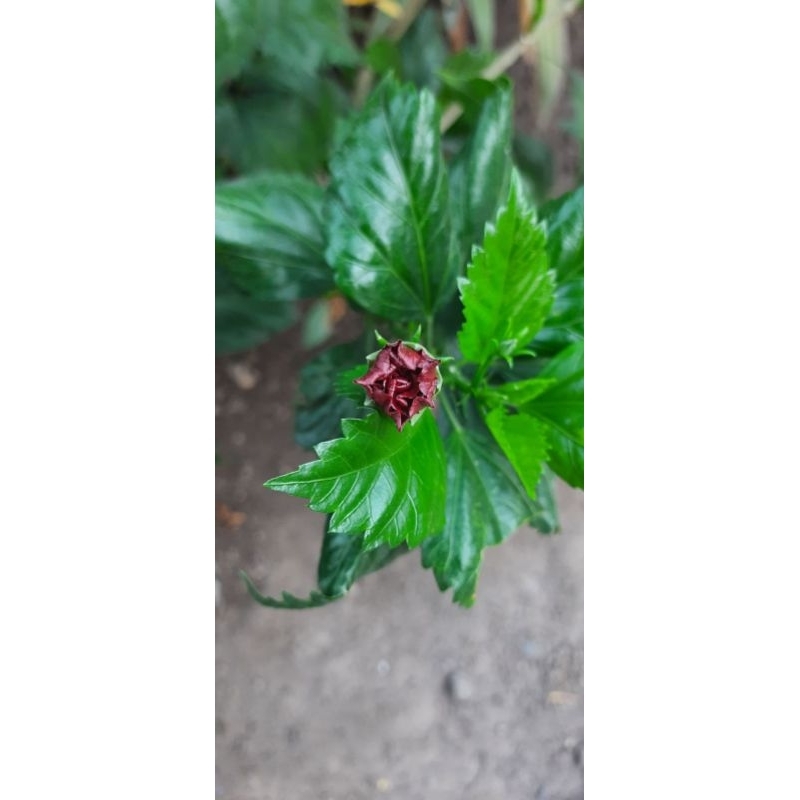 

Daun sepatu atau Daun bunga sepatu obat herbal 500 gram