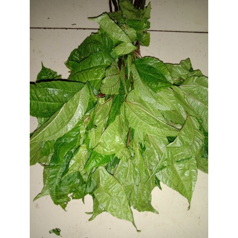 

daun pohpohan 1 ikat Rp, 5000