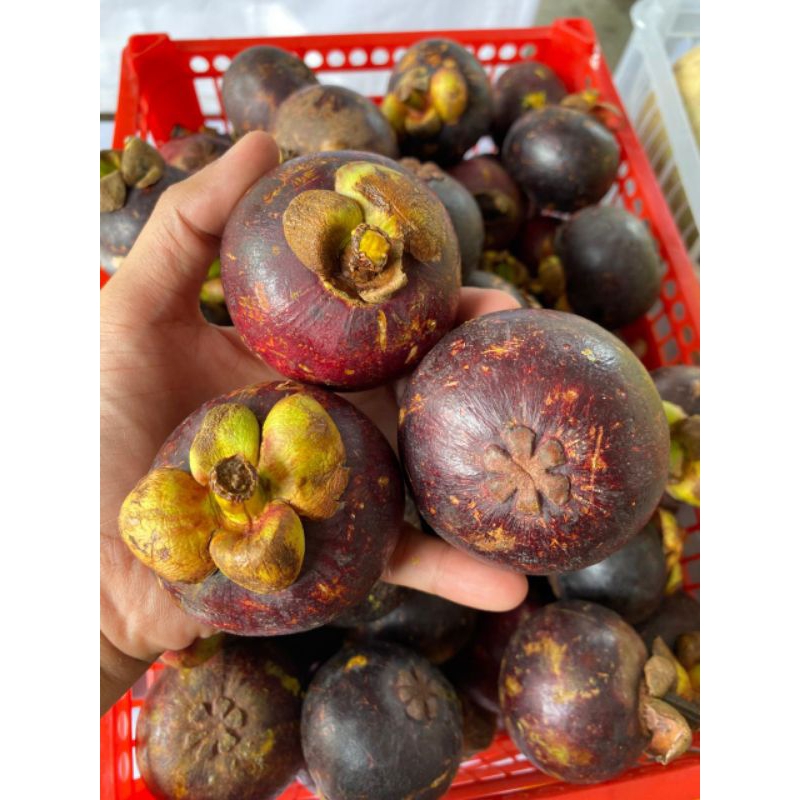 

Buah Manggis (Mangosteen Fruits) Per 1kg