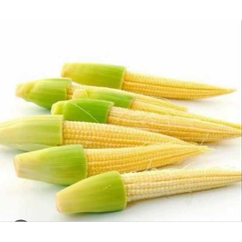 

Jagungn Kecil Jagung soleng