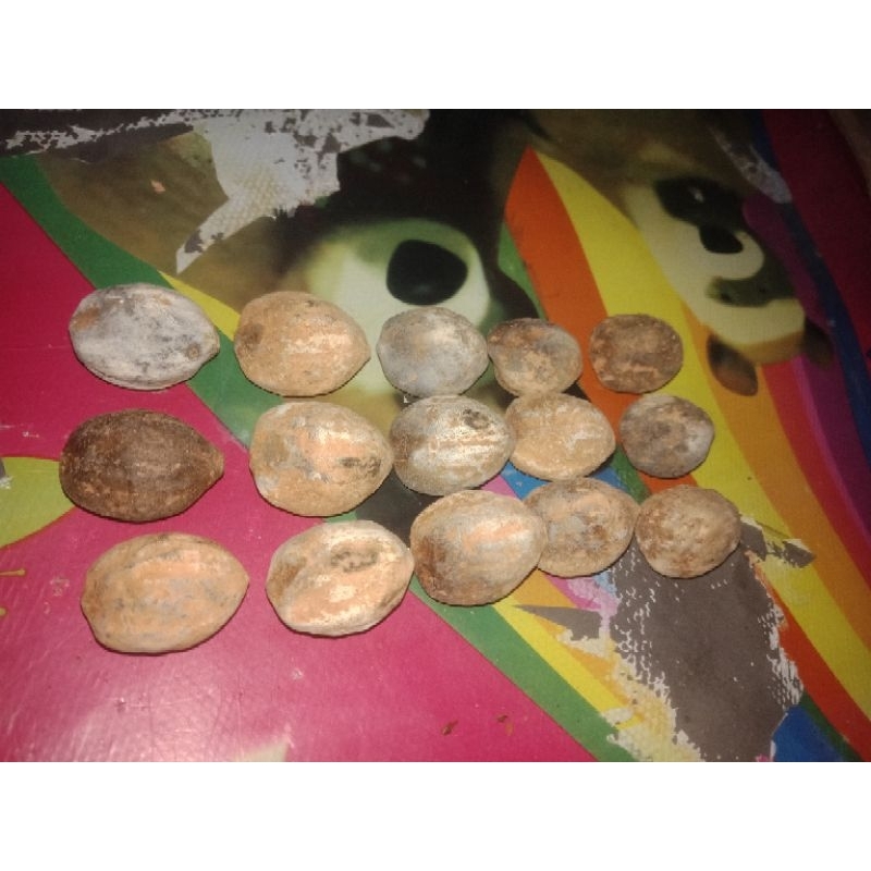 Muncang Adu Jawa Marjudi