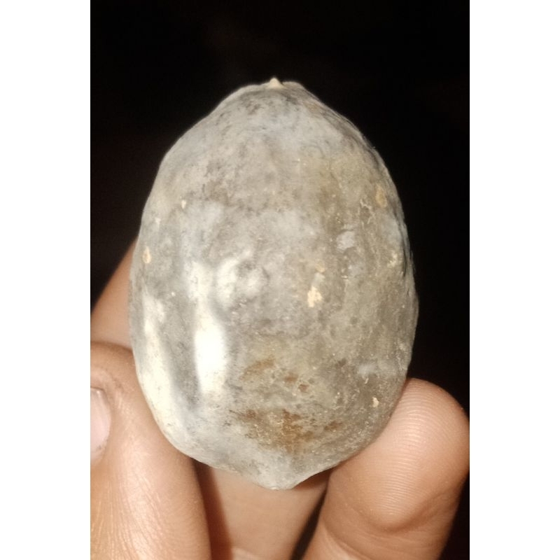 Muncang Adu Jawa Pedang Kawung