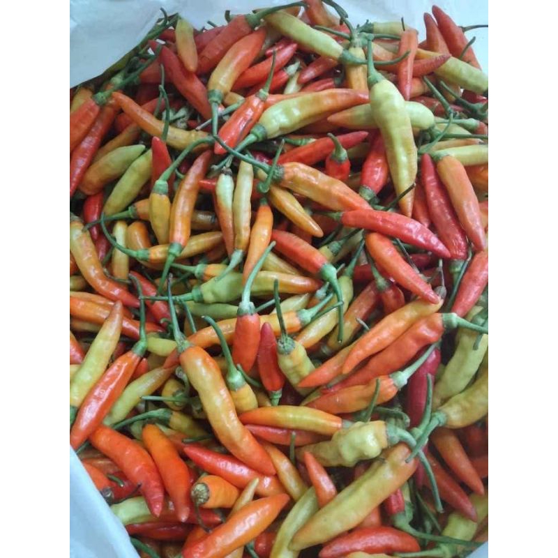 Cabe Rawit Asmoro