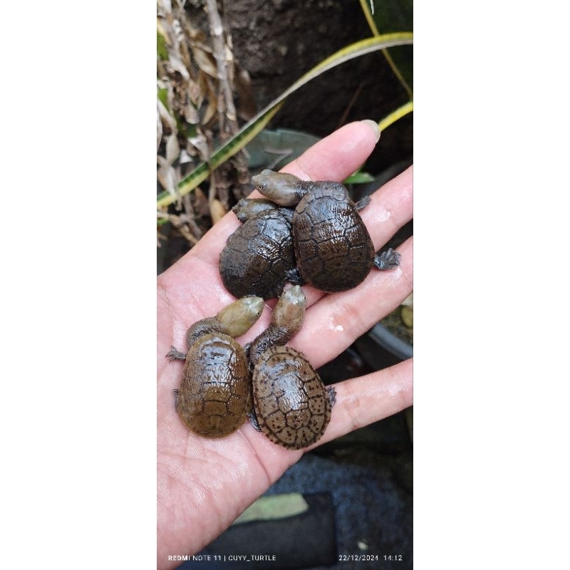 Siebenrocky | Leher Panjang | Sieben