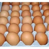 

Telur Ayam Negri - 1 kg