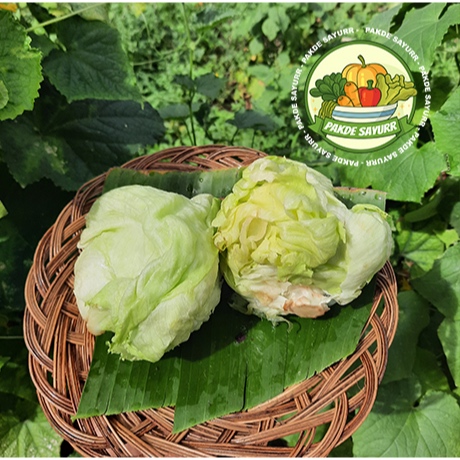 

Lettuce Segar Organik Fresh harga per 250 gr