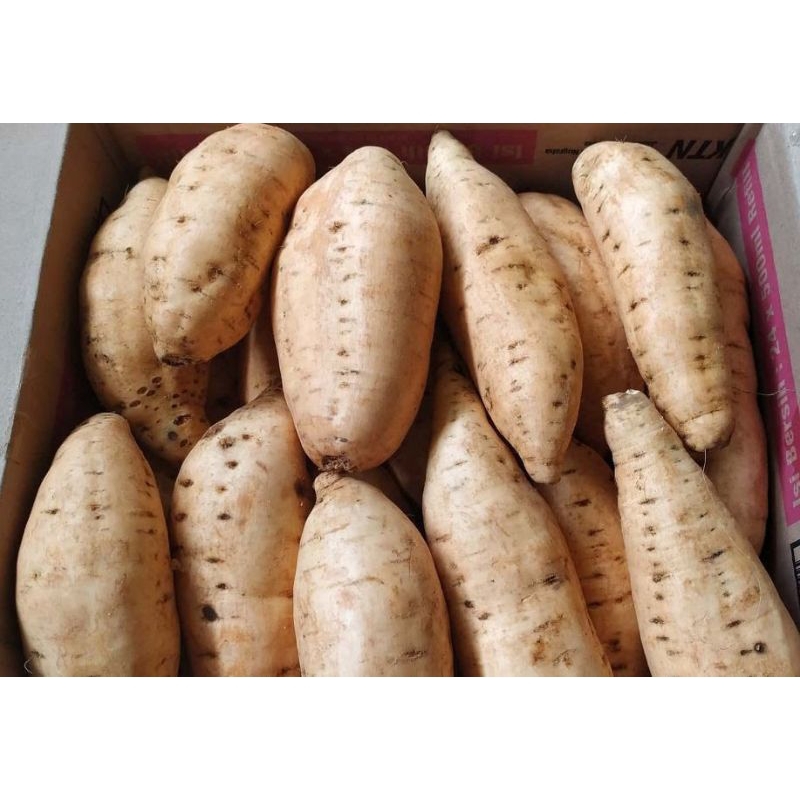 

Ubi cilembu/Ubi Telor/Ubi madu/Ubi jalar