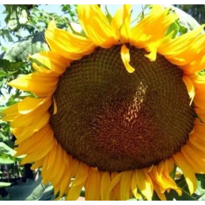 PROMO  125+ BENIH BUNGA MATAHARI BESAR ~petanihael~