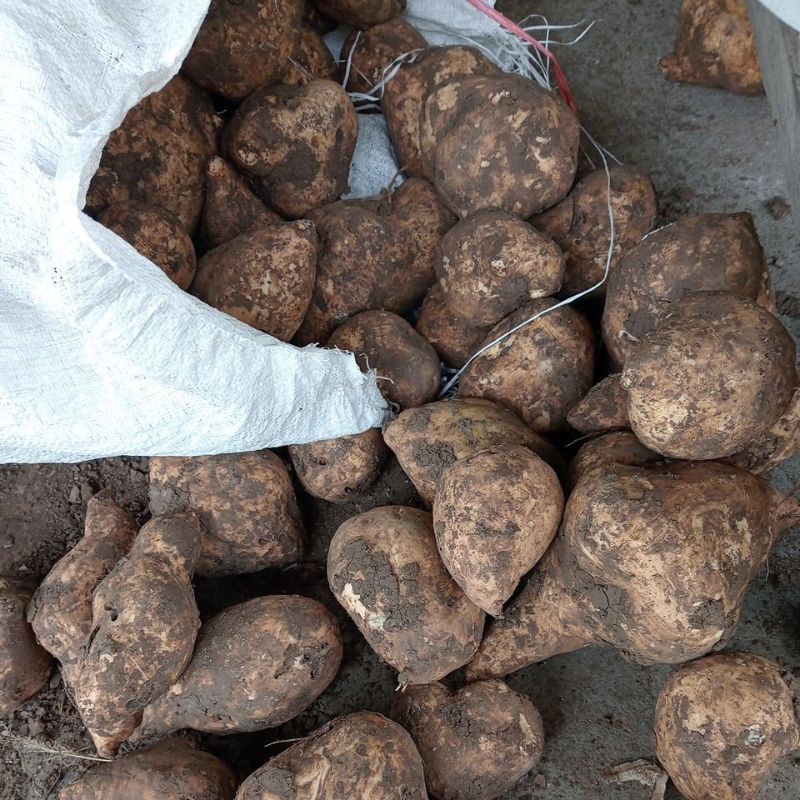 

ubi ramban /telo harga 1 kg