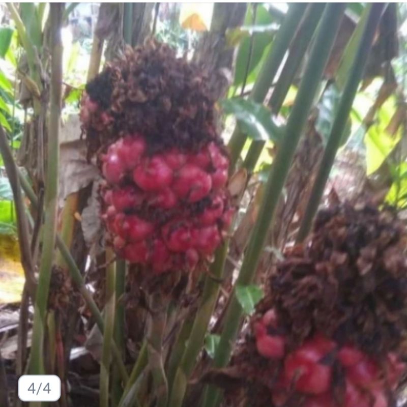 

Buah honje segar dan unggul persatu buah