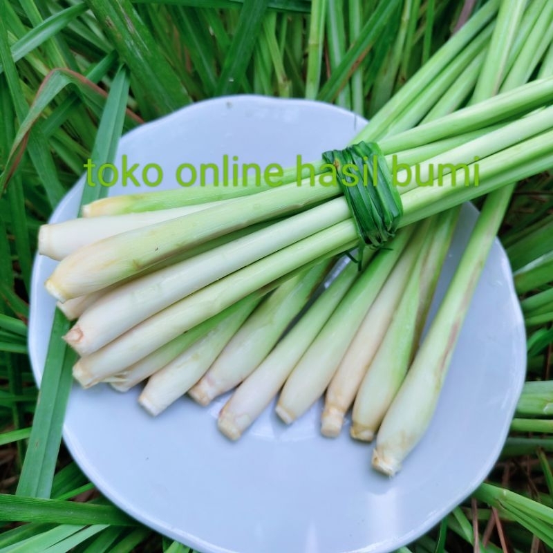 

1500gr/2kg-serai-hijau-segar-/lemongrass/rempah-bumbu-dapur