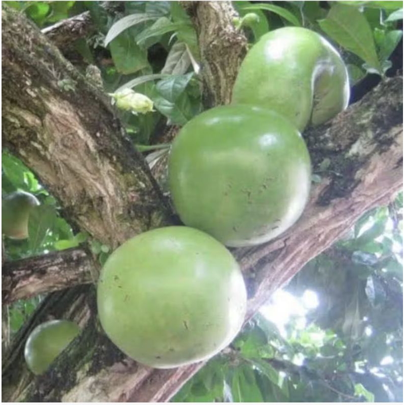 

BUAH MAJA BERENUK HERBAL