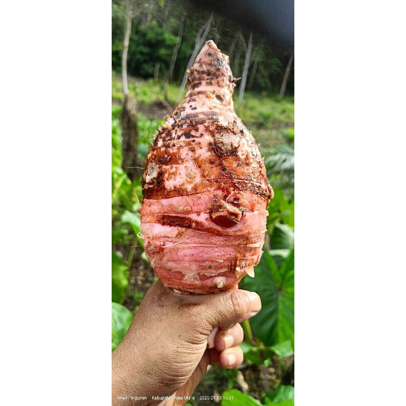 Talas Pratama 1