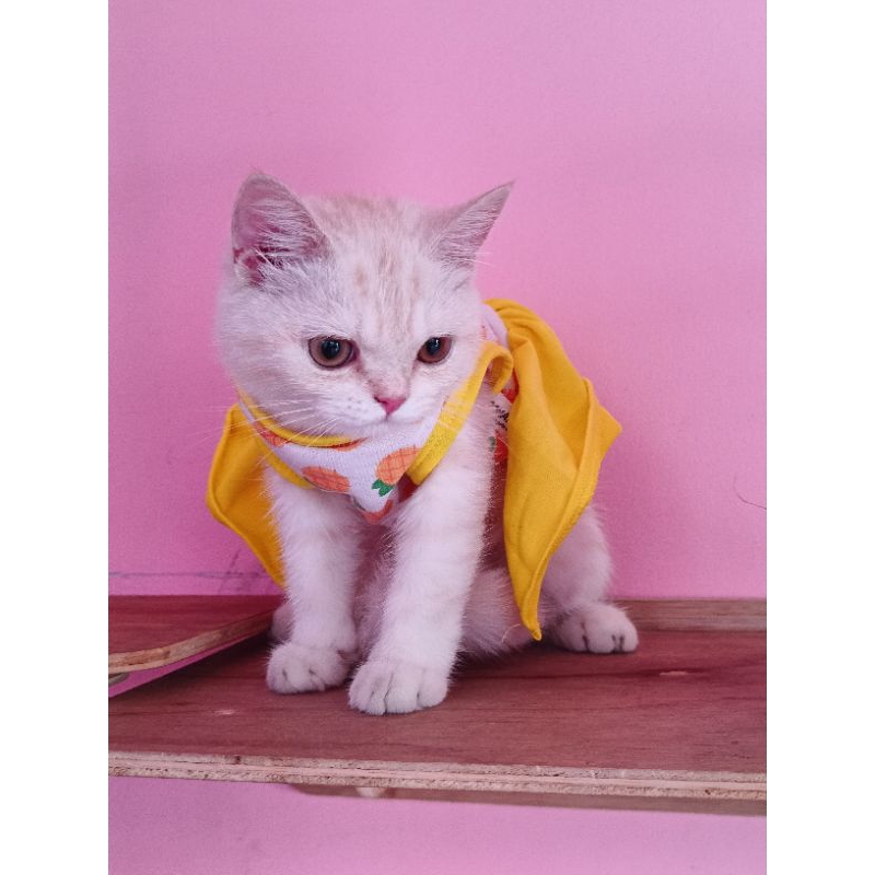 BSH | BRITISH SHORT HAIR