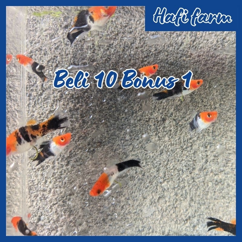 Hafi Farm Platy Sanke