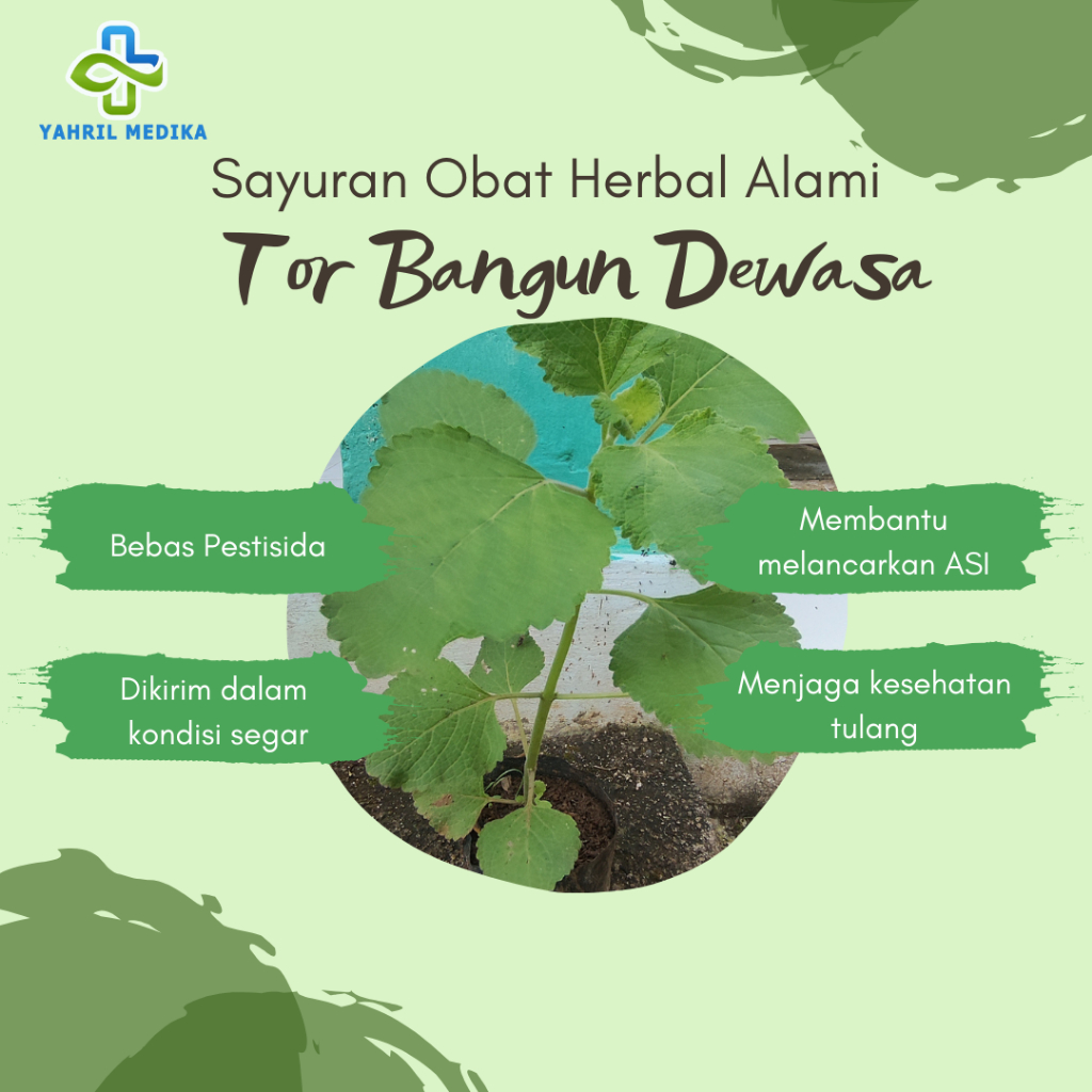 

Bibit Daun Torbangun Siap Tanam