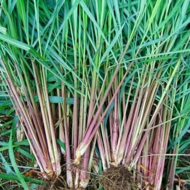 

Sereh Wangi Segar 500 Gram Serai Merah Lanang Herbal Berkhasiat