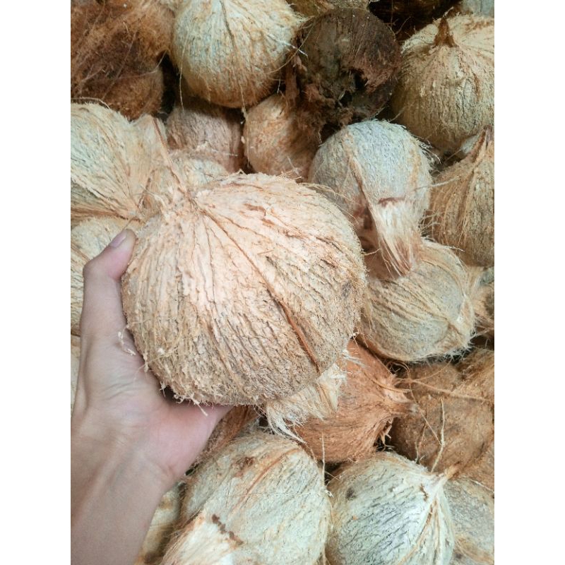 

Kelapa Tua Grade A