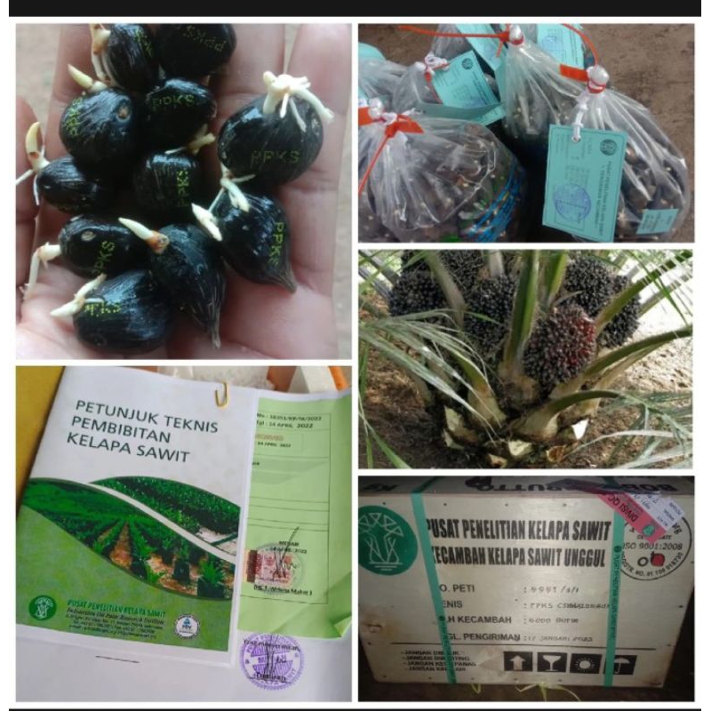 100 butir Benih Sawit PPKS SIMALUNGUN original bersertifikat