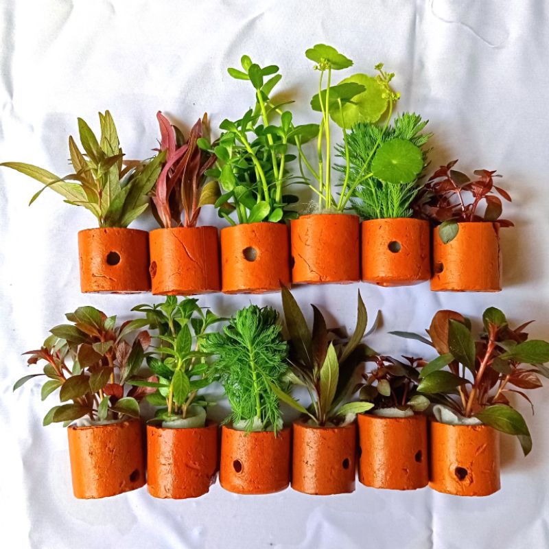 Paket 10 Jenis Tanaman Aquascape dengan Pot