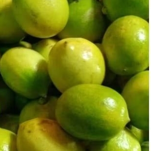 

jeruk lemon. 500gr.Rp.10.000