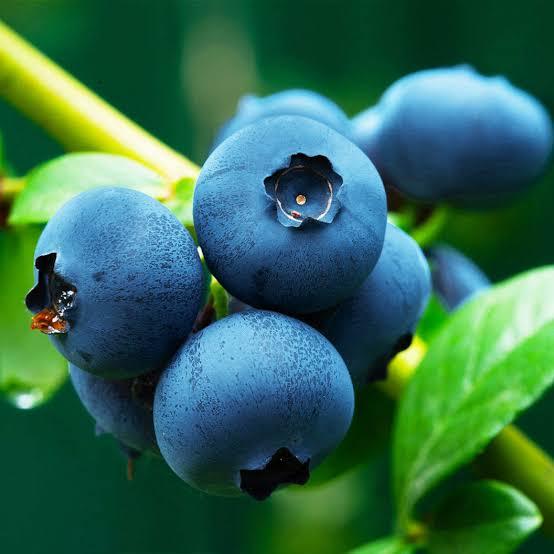 Tanaman Blueberry