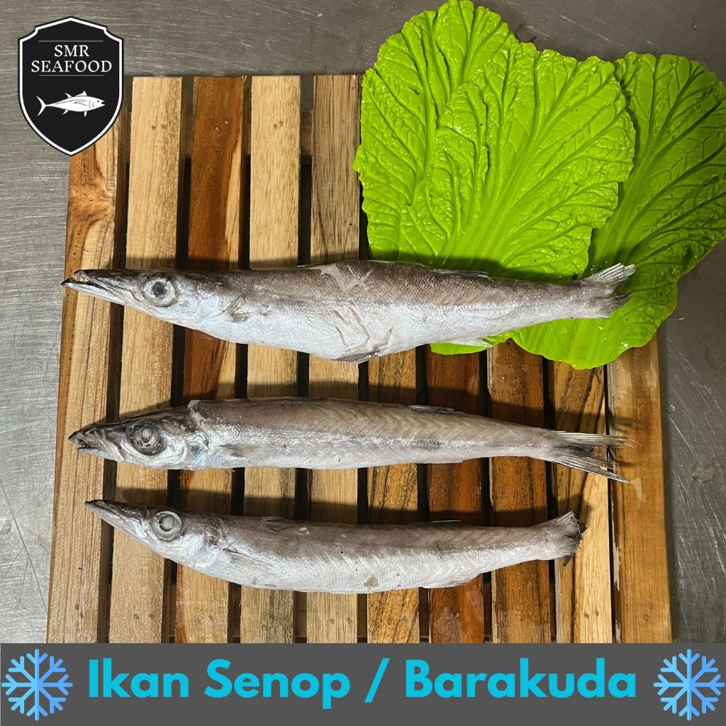 

Ikan Alu-Alu / Senuk / Snop / Kacang kacang / Baraccuda Kecil | Frozen Beku Utuh 1KG