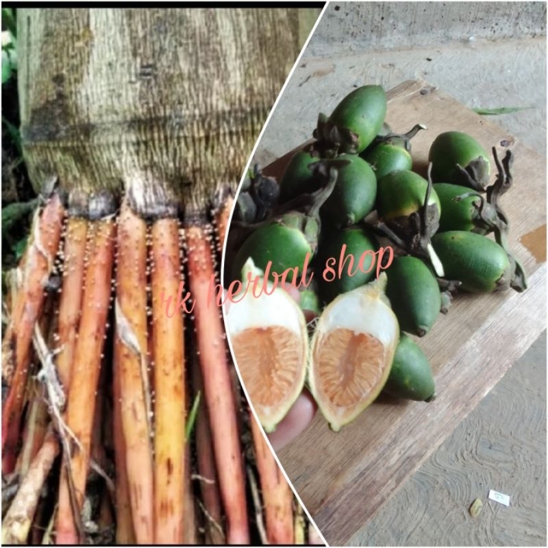 

paket murah pinang plus akar pinang termurah 500 gram