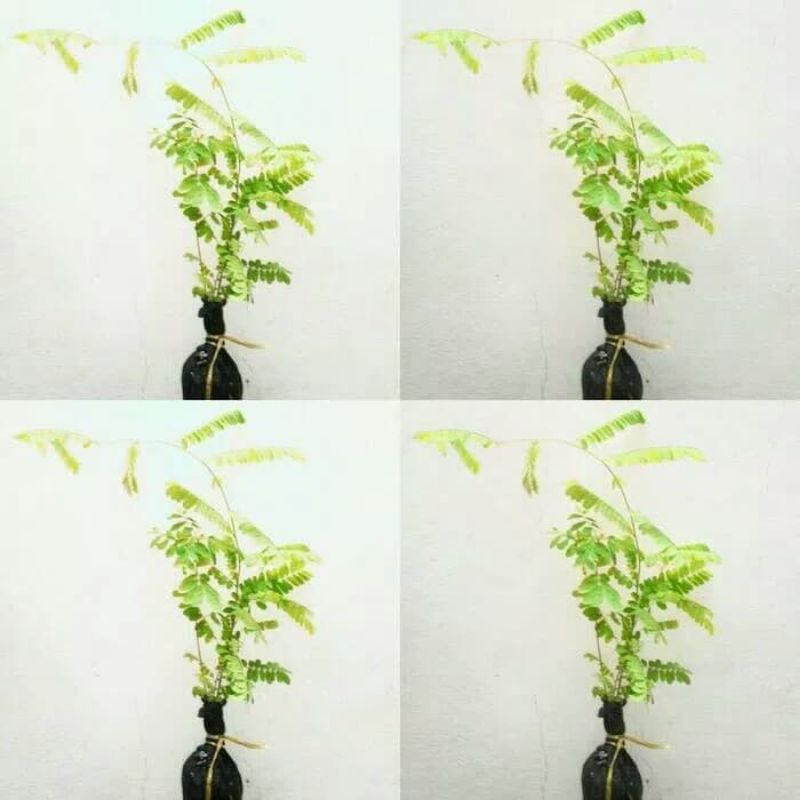 BIBIT SAGA POHON SAGA RAMBAT SIAP TANAM