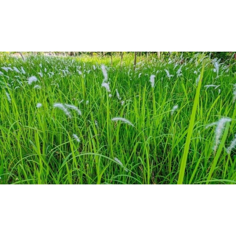 

Daun Alang - Alang segar atau daun ilalang segar 250 gram