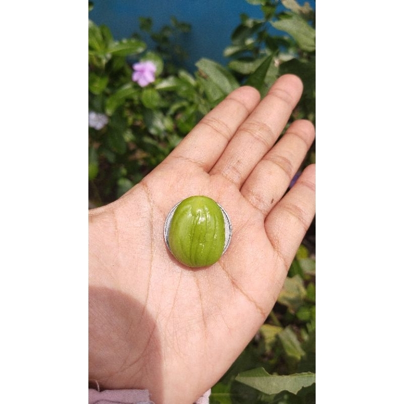 

PETE KUPAS SEGEDE KOIN 500 rupiah PETE TUA MATANG POHON BOX THINWALL UKURAN 500ML