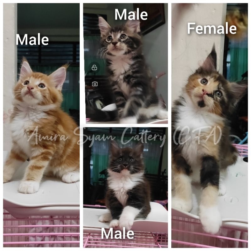Mainecoon PED CFA mainan kucing kitten