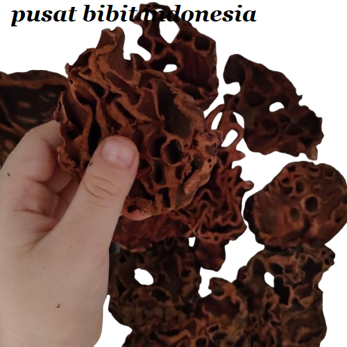 

Sarang Semut kering Papua Asli 1 kilo