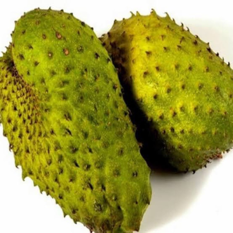 

Bibit tanaman sirsat madu tinggi 1 meter up cepat berbuah