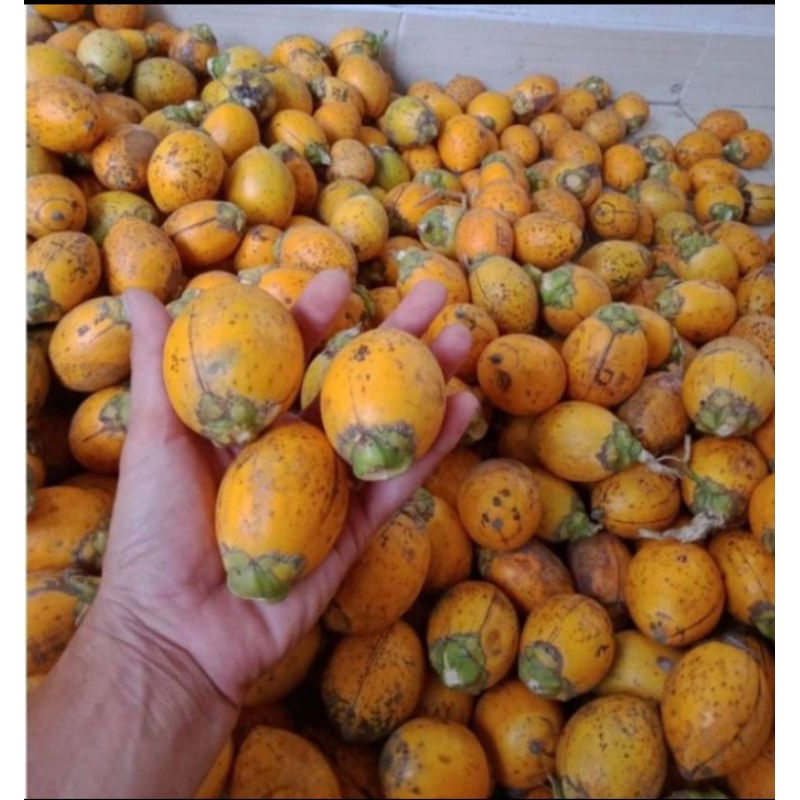 

BUAH PINANG TUA HERBAL/ JEBUG TUA/ JAMBE TUA HERBAL SUPER 1 KG