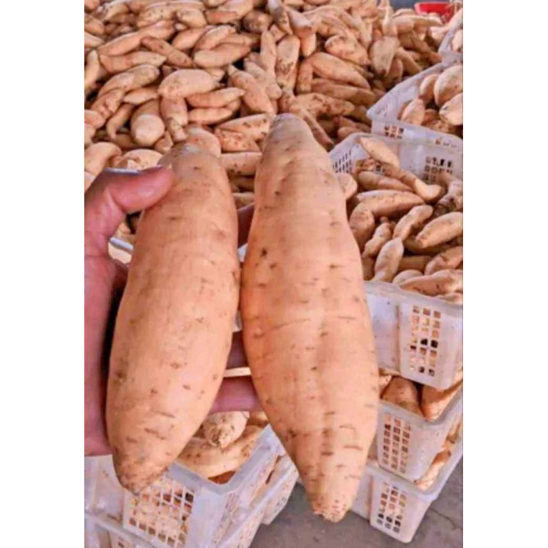 

UBI MADU Bulukerto Wonogiri 1KG