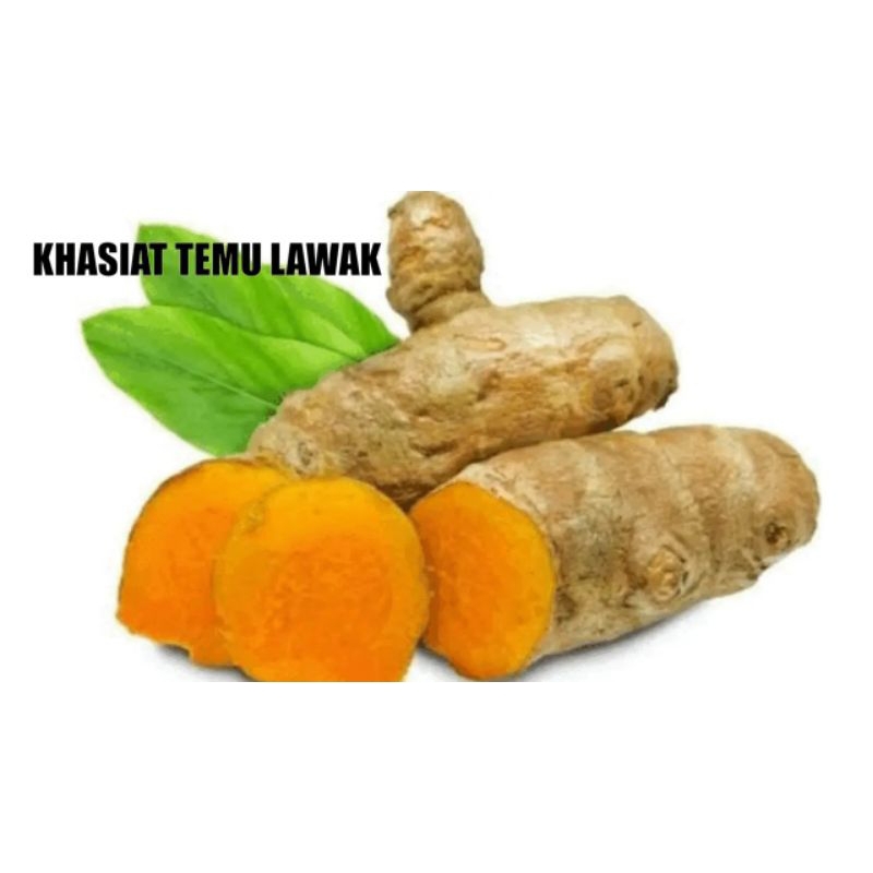 

temu lawak fresh segar per 1kg herbal banyak manfaat