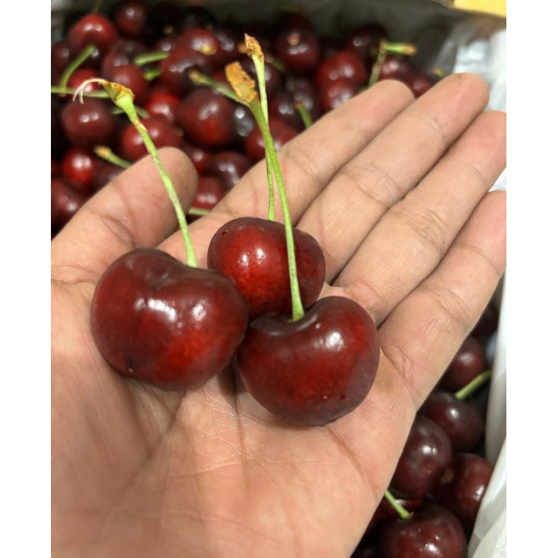 

Promo Buah Ceri | Cherry Tasmanian | Tasmanian Cherries Gold 100 gram