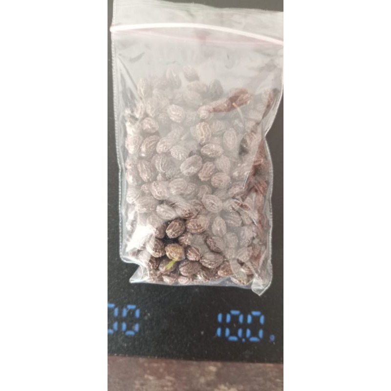 

Biji Pepaya / Kates Kering 10 Gram