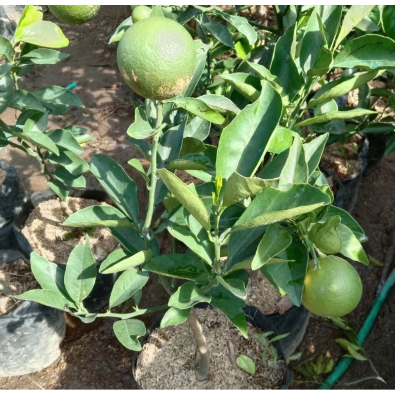 

bibit jeruk Sunkist iris berbuah