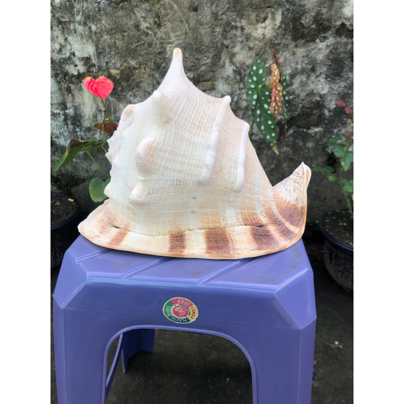 cangkang kerang keong raksasa jumbo monster kepala kambing