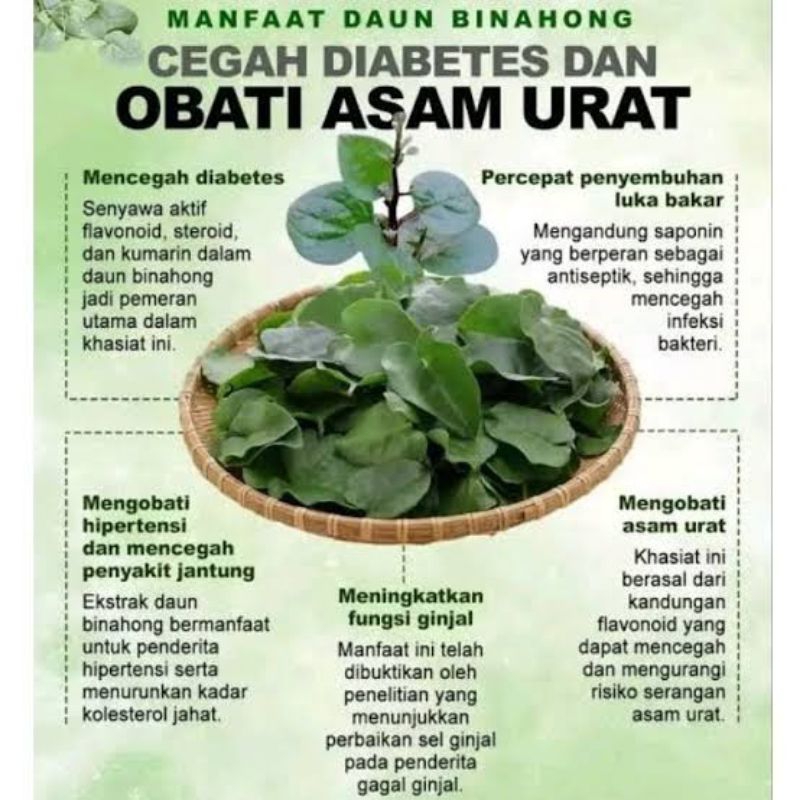 

DAUN BINAHONG SEGAR 500 GRAM MANFAAT DAUN BINAHONG CEGAH DIABETES DAN OBATI ASAM URAT