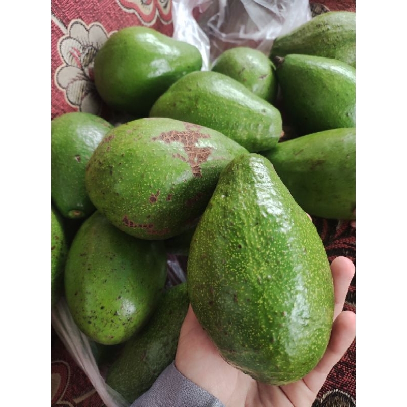

Alpukat Lokal Premium