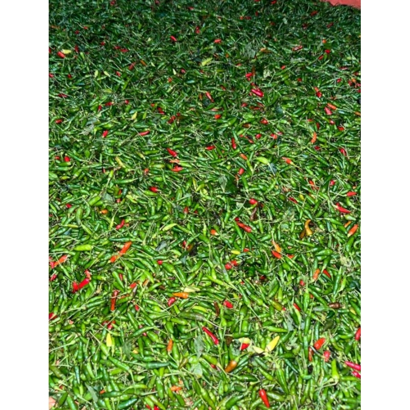 

Cabe rawit gunung