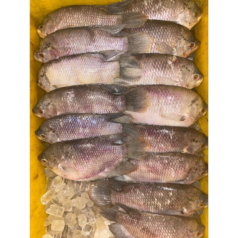 

Ikan Gurame Fresh (tidak beku) / 1KG