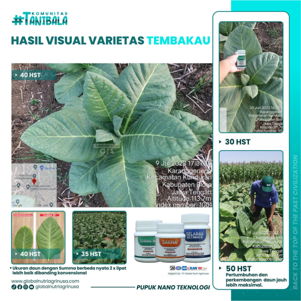 Paket Pupuk Tembakau - Selaras Ultimate 150 gr - Summa NF 100 gr - Sakha SR 100 gr -  Tahan Hama dan